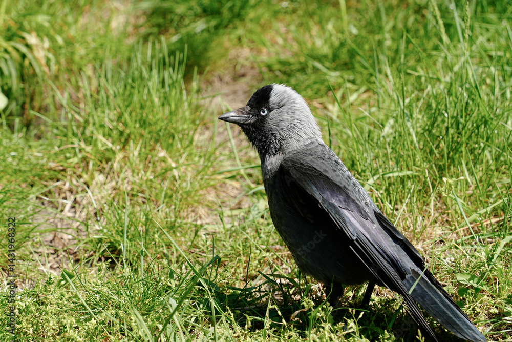 Fototapeta premium Close up portrait of a Western Jackdaw Corvus monedula an urban bird standing alert on lush green grass. Observing common city wildlife and avian fauna in their habitat