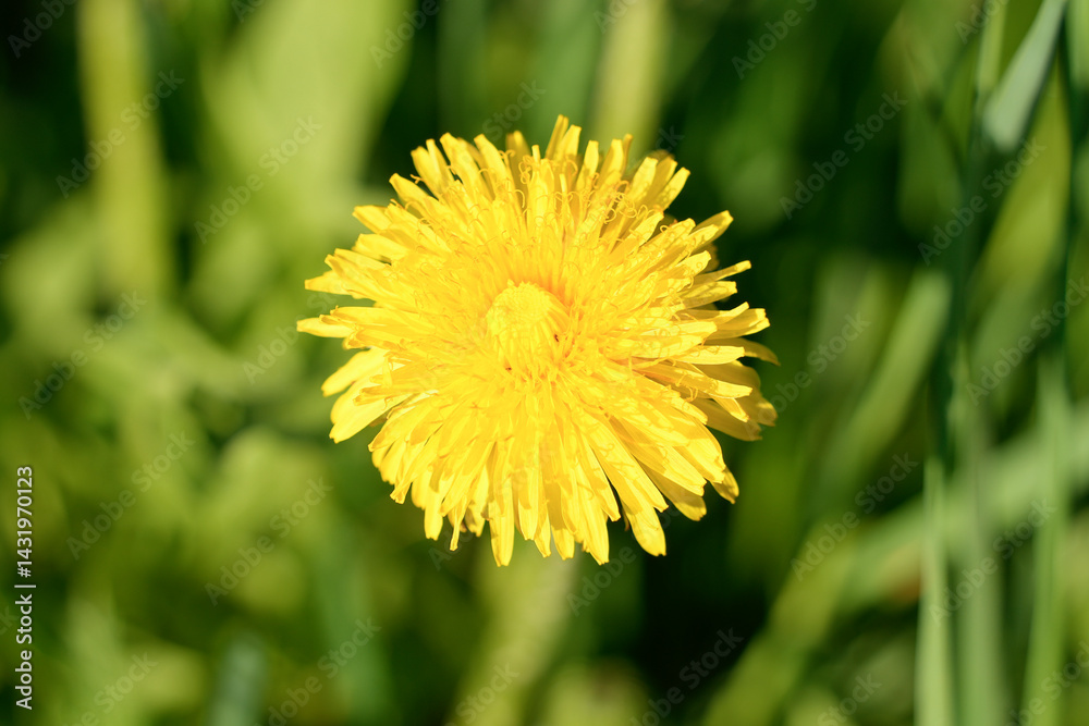 Naklejka premium Macro close up of a bright yellow dandelion flower Taraxacum officinale revealing its simple beauty against a blurred green nature background. Common wildflower charm
