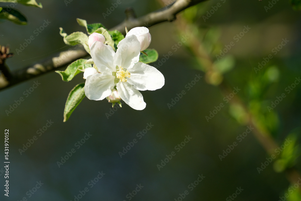 Minimalist macro photo of a single delicate white apple blossom flower on a branch isolated against a dark blurred background with ample copy space. Spring beauty concept Minimalist macro photo of a single delicate white apple blossom flower on a branch isolated against a dark blurred background with ample copy space. Spring beauty concept