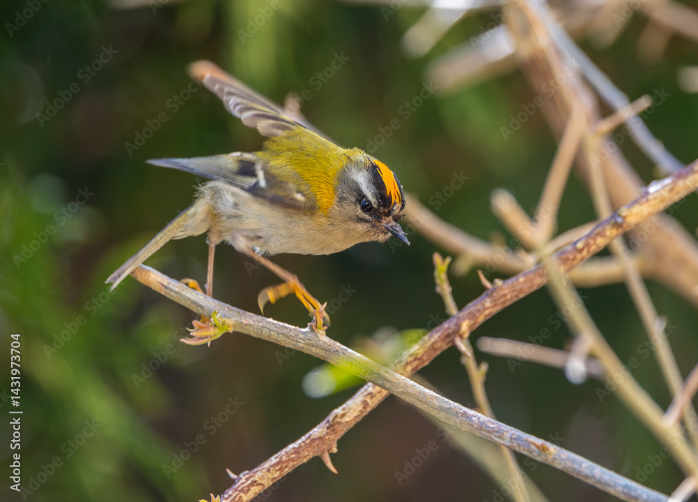 The firecrest, one of the smallest birds in European avifauna. At first glance, it appears as a generally plump bird, with greenish hues and a head adorned with a characteristic striped pattern.