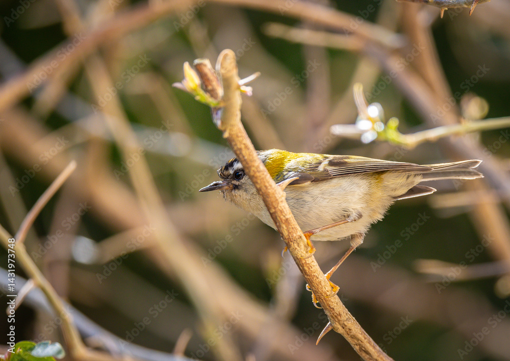 The firecrest, one of the smallest birds in European avifauna. At first glance, it appears as a generally plump bird, with greenish hues and a head adorned with a characteristic striped pattern.