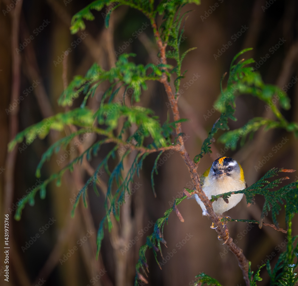 The firecrest, one of the smallest birds in European avifauna. At first glance, it appears as a generally plump bird, with greenish hues and a head adorned with a characteristic striped pattern.