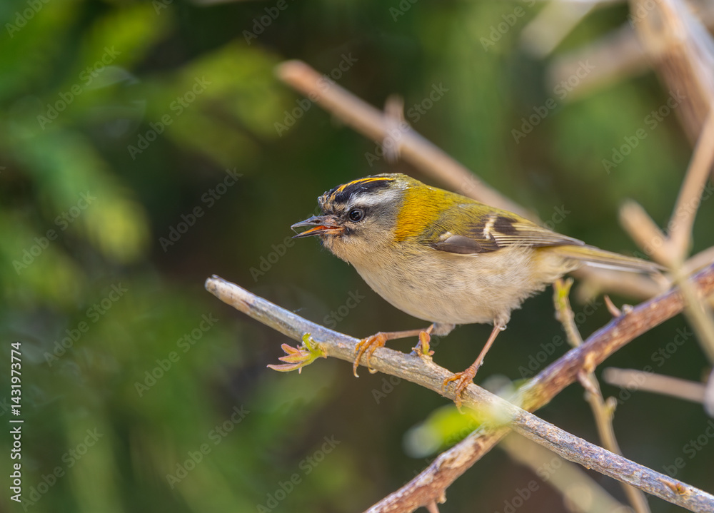 The firecrest, one of the smallest birds in European avifauna. At first glance, it appears as a generally plump bird, with greenish hues and a head adorned with a characteristic striped pattern.