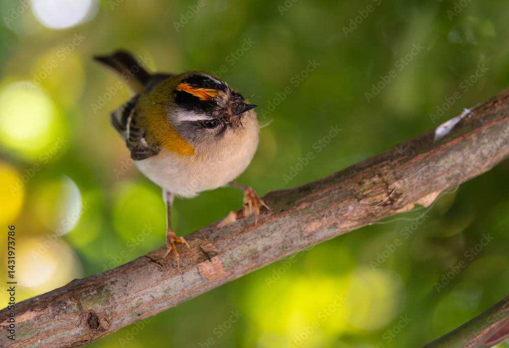 The firecrest, one of the smallest birds in European avifauna. At first glance, it appears as a generally plump bird, with greenish hues and a head adorned with a characteristic striped pattern.