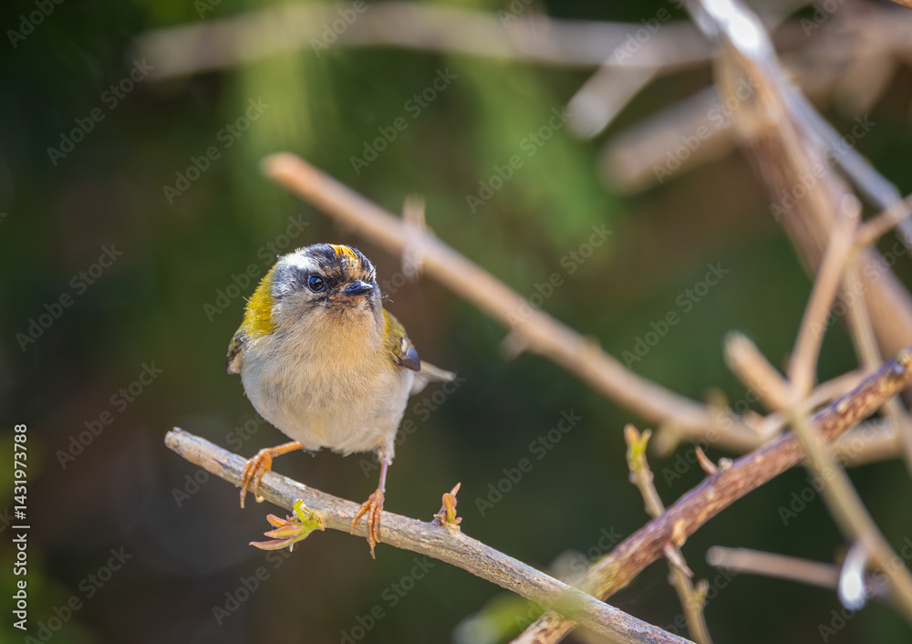 The firecrest, one of the smallest birds in European avifauna. At first glance, it appears as a generally plump bird, with greenish hues and a head adorned with a characteristic striped pattern.