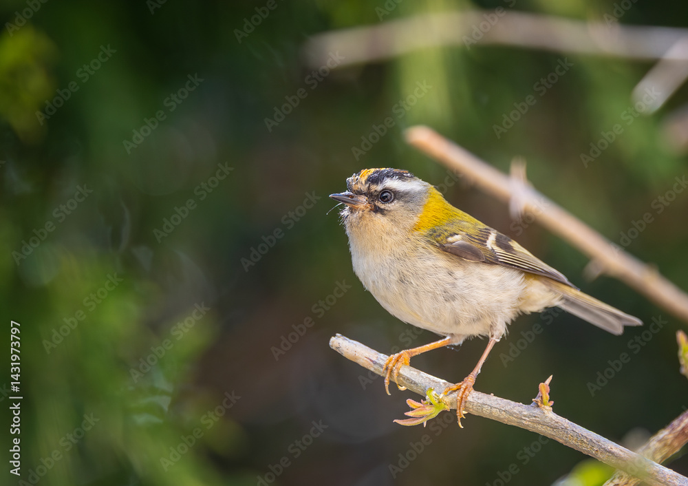 The firecrest, one of the smallest birds in European avifauna. At first glance, it appears as a generally plump bird, with greenish hues and a head adorned with a characteristic striped pattern.