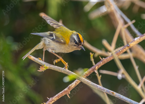 Obraz na płótnie The firecrest, one of the smallest birds in European avifauna. At first glance, it appears as a generally plump bird, with greenish hues and a head adorned with a characteristic striped pattern. w salonie