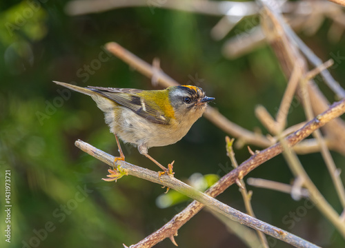 Obraz na płótnie The firecrest, one of the smallest birds in European avifauna. At first glance, it appears as a generally plump bird, with greenish hues and a head adorned with a characteristic striped pattern. w salonie