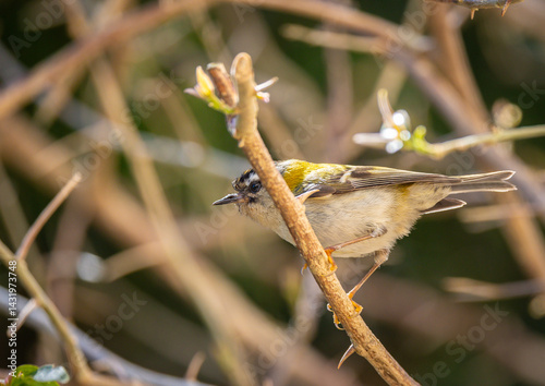 Obraz na płótnie The firecrest, one of the smallest birds in European avifauna. At first glance, it appears as a generally plump bird, with greenish hues and a head adorned with a characteristic striped pattern. w salonie