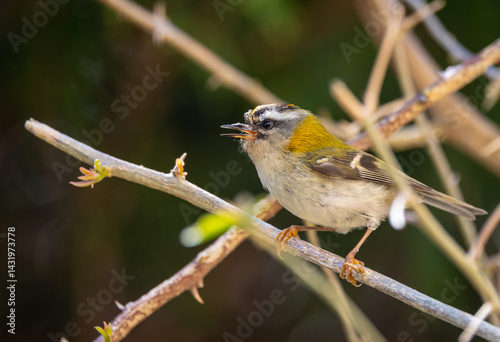 Obraz na płótnie The firecrest, one of the smallest birds in European avifauna. At first glance, it appears as a generally plump bird, with greenish hues and a head adorned with a characteristic striped pattern. w salonie