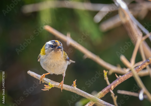 The firecrest, one of the smallest birds in European avifauna. At first glance, it appears as a generally plump bird, with greenish hues and a head adorned with a characteristic striped pattern.