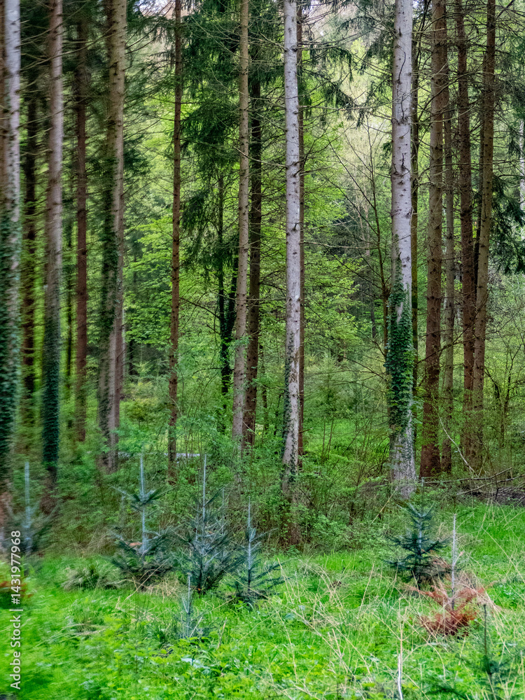 Naklejka premium Wiederaufforstung im Mischwald im Frühjahr