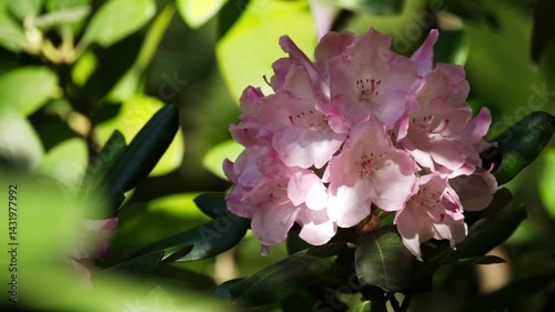 Pink rhododendron flowers in morning sunlight.