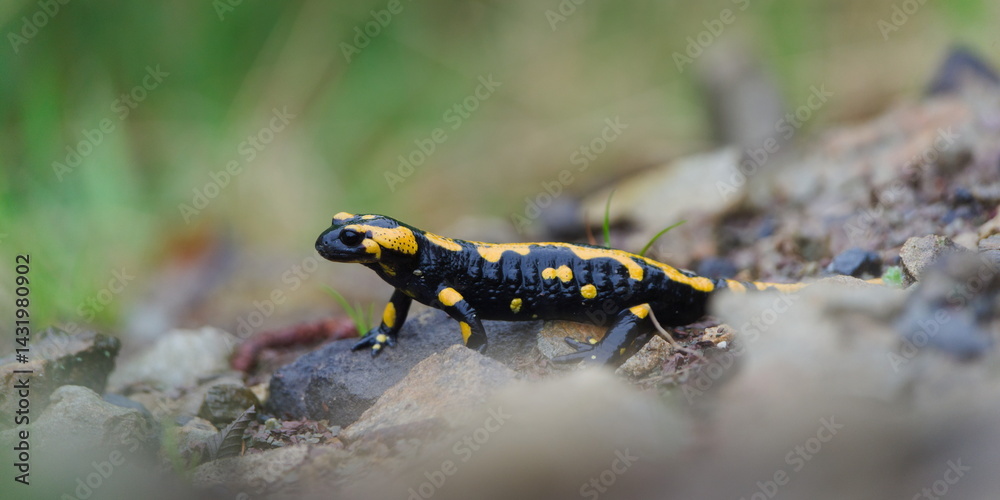 Fototapeta premium Lovely colourful amphibian Salamandra salamandra aka fire salamander in the mud during springtime. Nature of Czech republic.