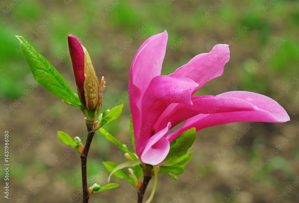 Fototapeta premium Pink magnolia flower and bud