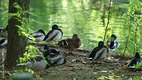 A female and male mallard duck stand on the shore of a lake on a sunny day