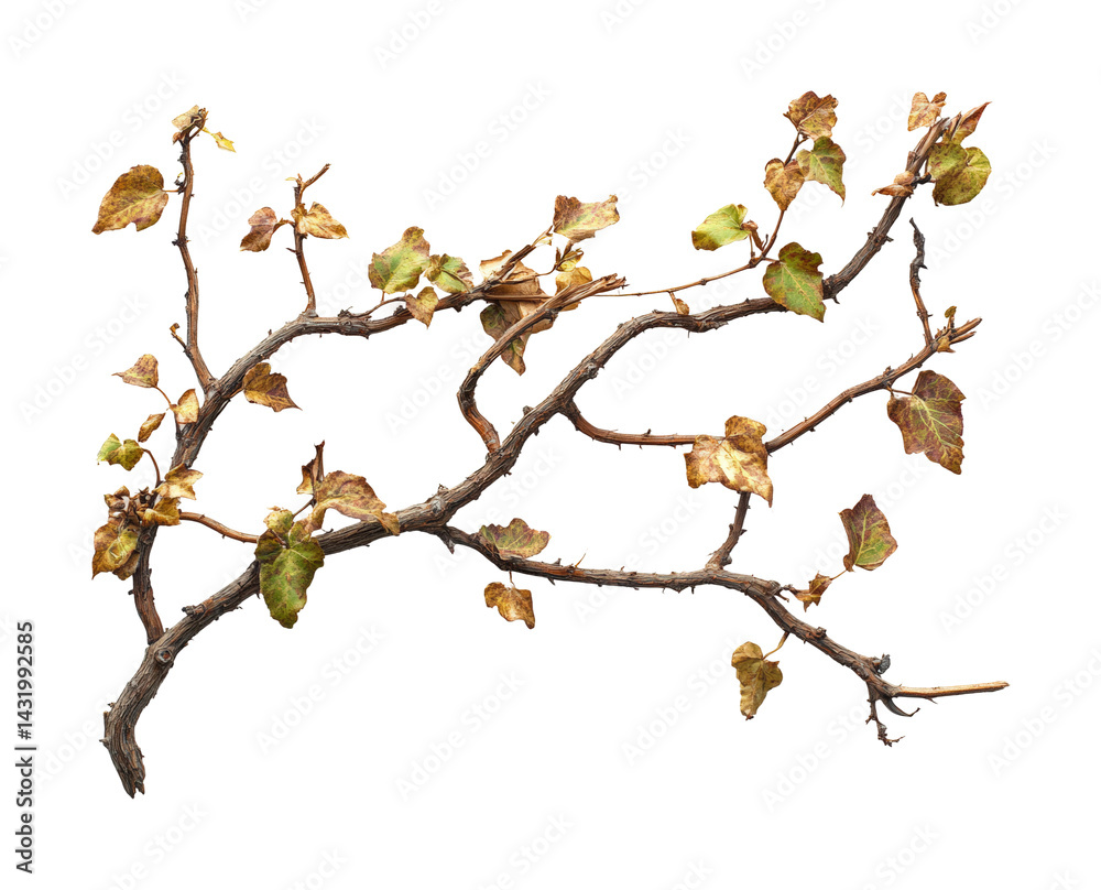 Autumn leaves falling on twisted branch nature isolated view isolated on transparent background Autumn leaves falling on twisted branch nature isolated view isolated on transparent background