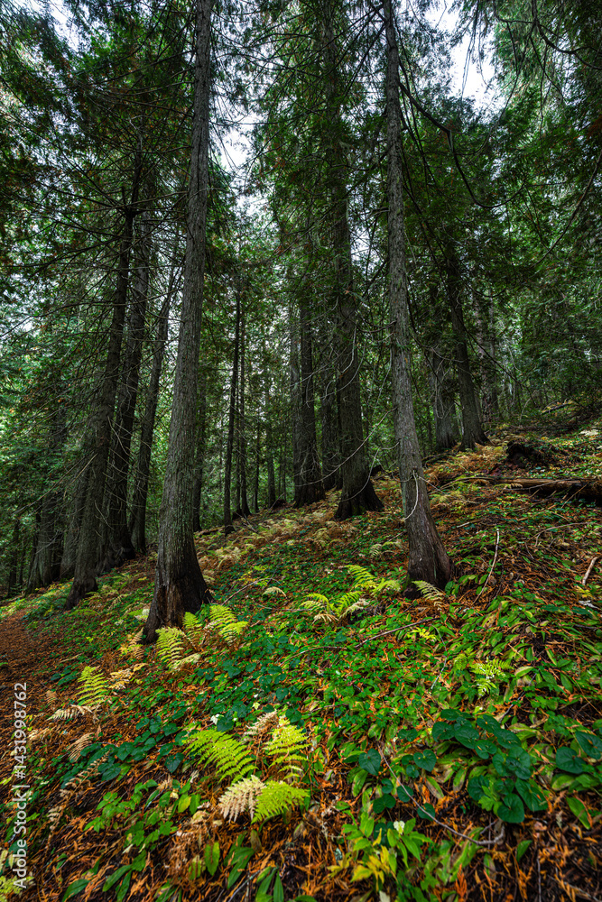 Hobo Cedar Grove Botanical Area with Western Red Cedar (Thuja plicata) in Idaho