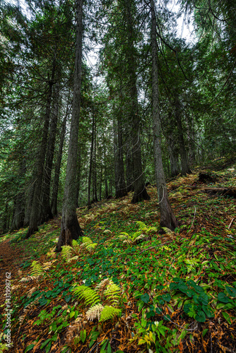 Obraz na płótnie Hobo Cedar Grove Botanical Area with Western Red Cedar (Thuja plicata) in Idaho w salonie