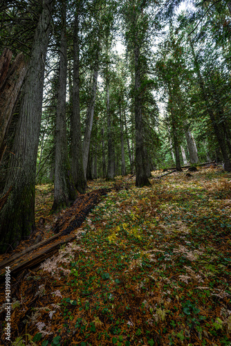 Obraz na płótnie Hobo Cedar Grove Botanical Area with Western Red Cedar (Thuja plicata) in Idaho w salonie
