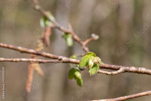 Macro shot of common Hazel (corylus avellana) leaves sprouting