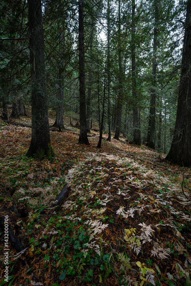 Hobo Cedar Grove Botanical Area with Western Red Cedar (Thuja plicata) in Idaho