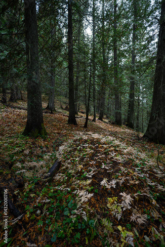 Obraz na płótnie Hobo Cedar Grove Botanical Area with Western Red Cedar (Thuja plicata) in Idaho w salonie