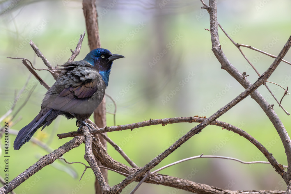 Closeup of a common grackle ruffling its feathers as it perches in a tree. Closeup of a common grackle ruffling its feathers as it perches in a tree.