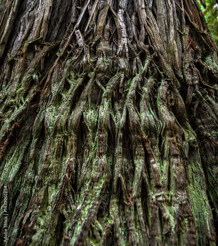 Hobo Cedar Grove Botanical Area with Bark of a Western Red Cedar (Thuja plicata) in Idaho