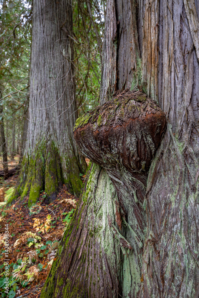 Hobo Cedar Grove Botanical Area with Burl on a Western Red Cedar (Thuja plicata) in Idaho