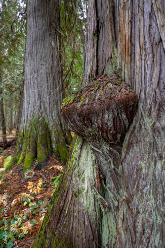 Obraz na płótnie Hobo Cedar Grove Botanical Area with Burl on a Western Red Cedar (Thuja plicata) in Idaho w salonie