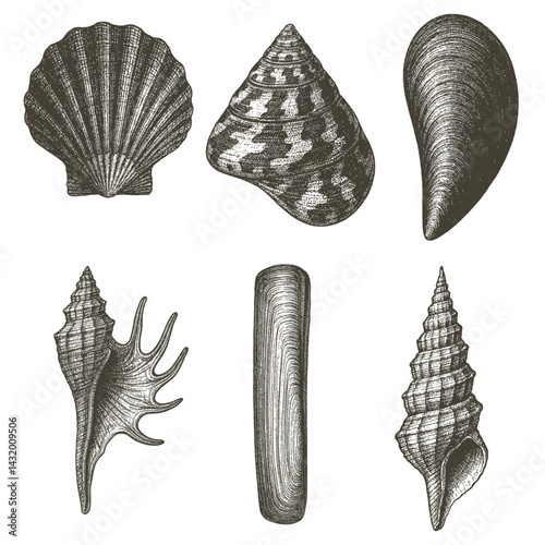 Nature Study, Shells, Coastal Area, Illustration, Marine Environment, Close-up View, Oceanic Diversity