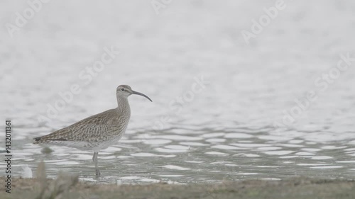 Eurasian or common whimbrel bird in spring, Numenius phaeopus photo