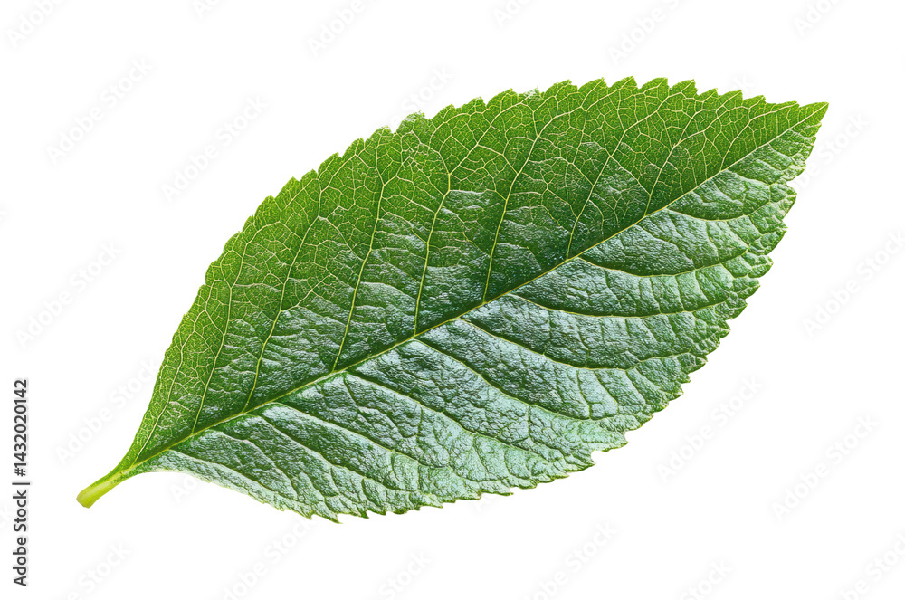 Obraz premium Capture of green leaf nature isolated on transparent background