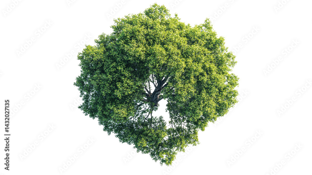 tree top view isolated on white transparent background
