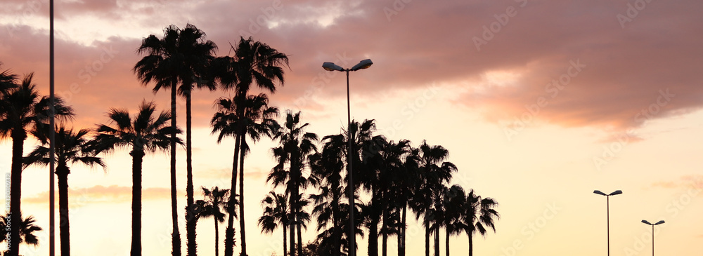 Dark silhouettes of palm trees against a bright pink sunset. Palm trees against a bright sky. Pink sunset on the coast. Summer and vacation concept. Beautiful nature. Palm trees in backlight