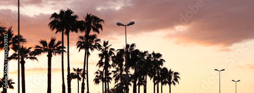 Obraz na płótnie Dark silhouettes of palm trees against a bright pink sunset. Palm trees against a bright sky. Pink sunset on the coast. Summer and vacation concept. Beautiful nature. Palm trees in backlight w salonie