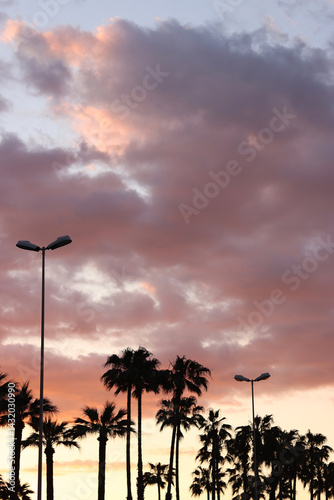 Dark silhouettes of palm trees against a bright pink sunset. Palm trees against a bright sky. Pink sunset on the coast. Summer and vacation concept. Beautiful nature. Palm trees in backlight