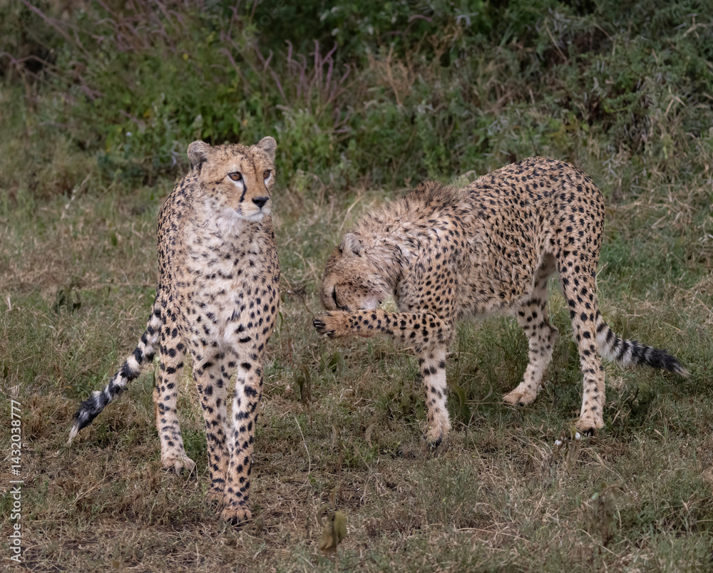 Fototapeta premium Cheetahs After Heavy Rain