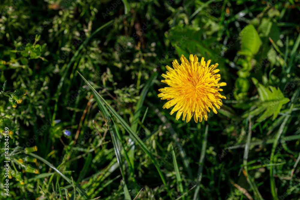 Dandelion Flower in Grass Dandelion Flower in Grass