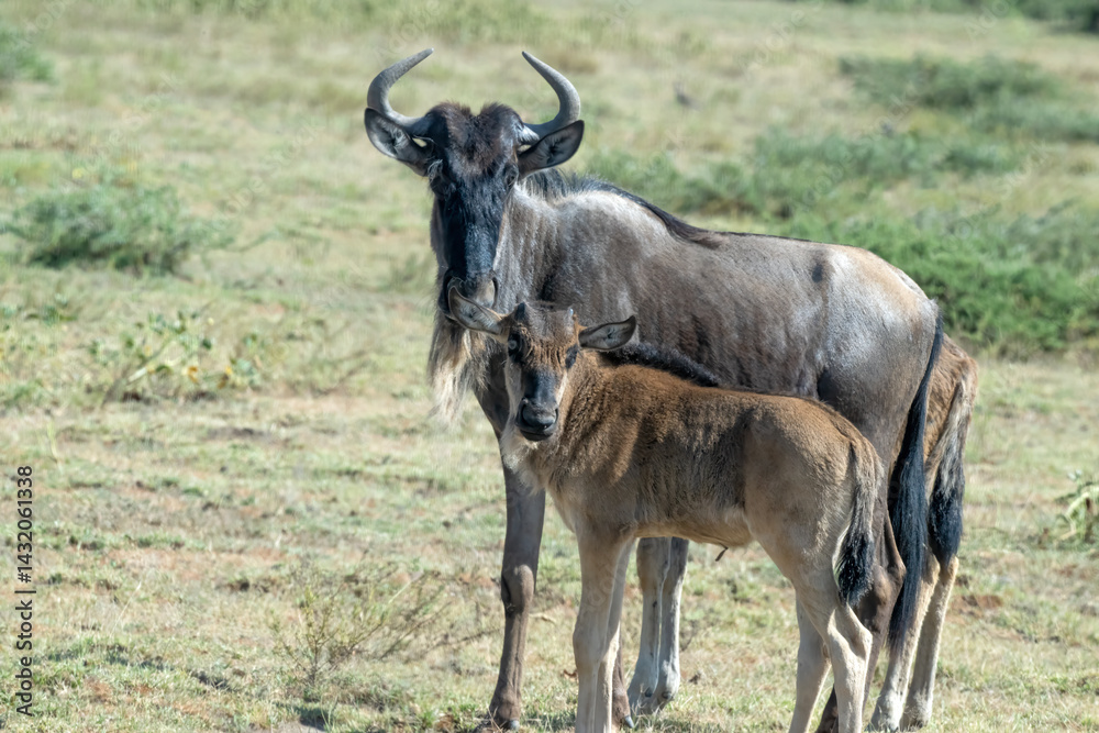 Fototapeta premium Wildebeest and Calf