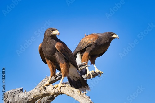 Photography Harris Hawks Perched on a Branch