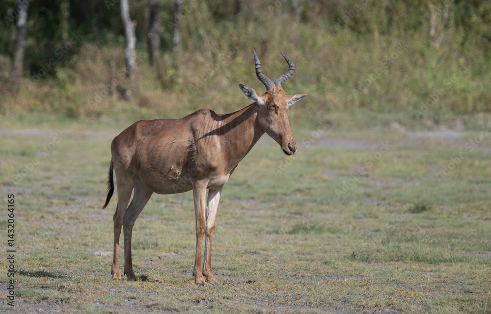 Naklejka premium Hartebeest Profile