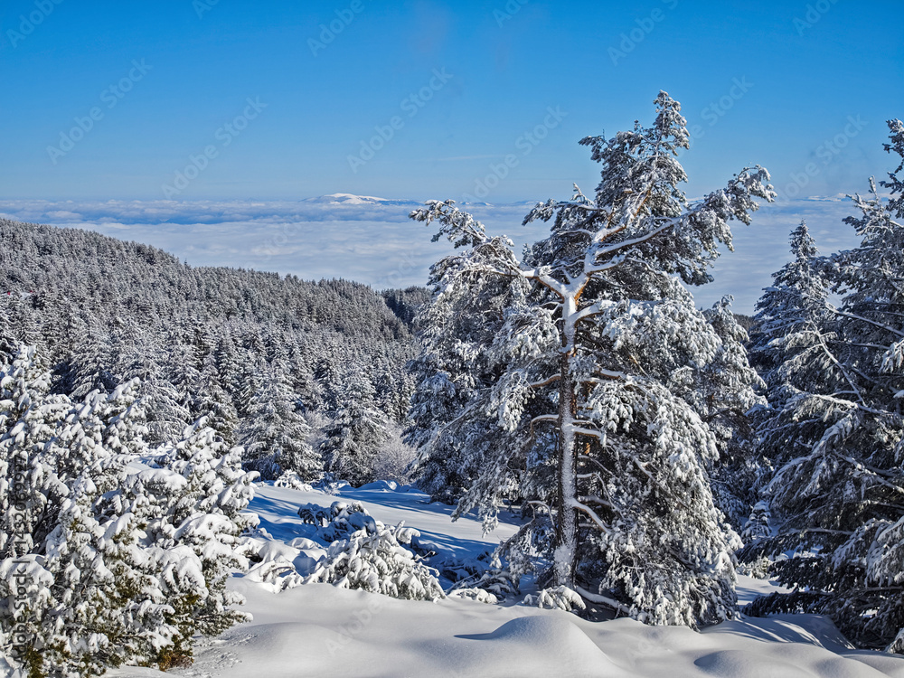 Panorama of Vitosha Mountain, Bulgaria