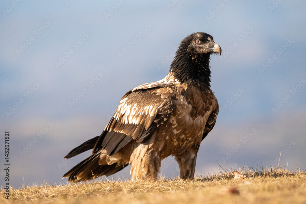 Fototapeta premium Bearded Vulture (Gypaetus barbatus) photographed in Spain