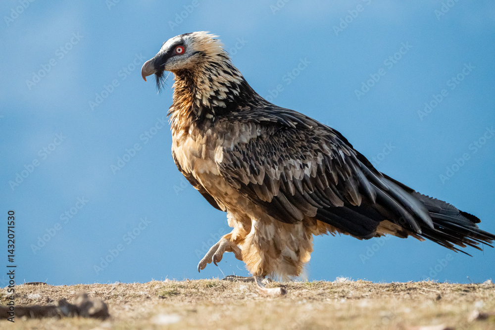 Fototapeta premium Bearded Vulture (Gypaetus barbatus) photographed in Spain