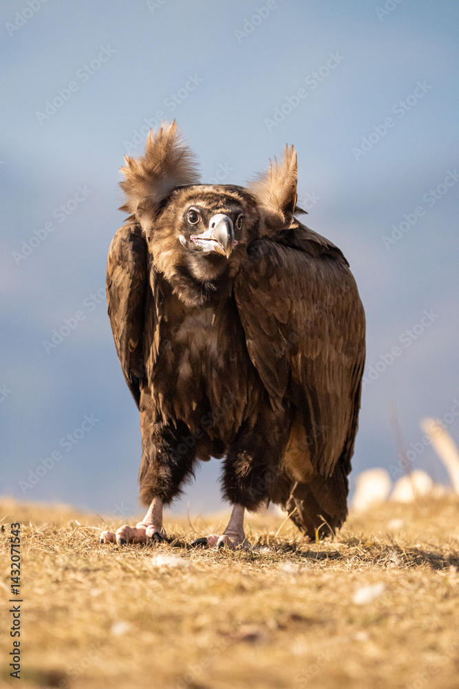 Fototapeta premium Black vulture (Aegypius monachus) photographed in Spain