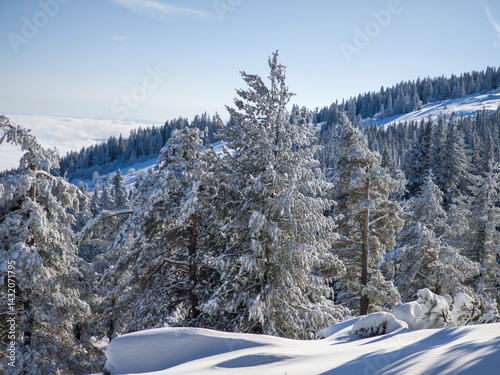 Obraz na płótnie Panorama of Vitosha Mountain, Bulgaria w salonie