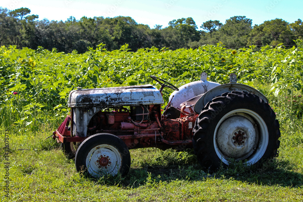 Obraz premium old tractor in a sunflower field