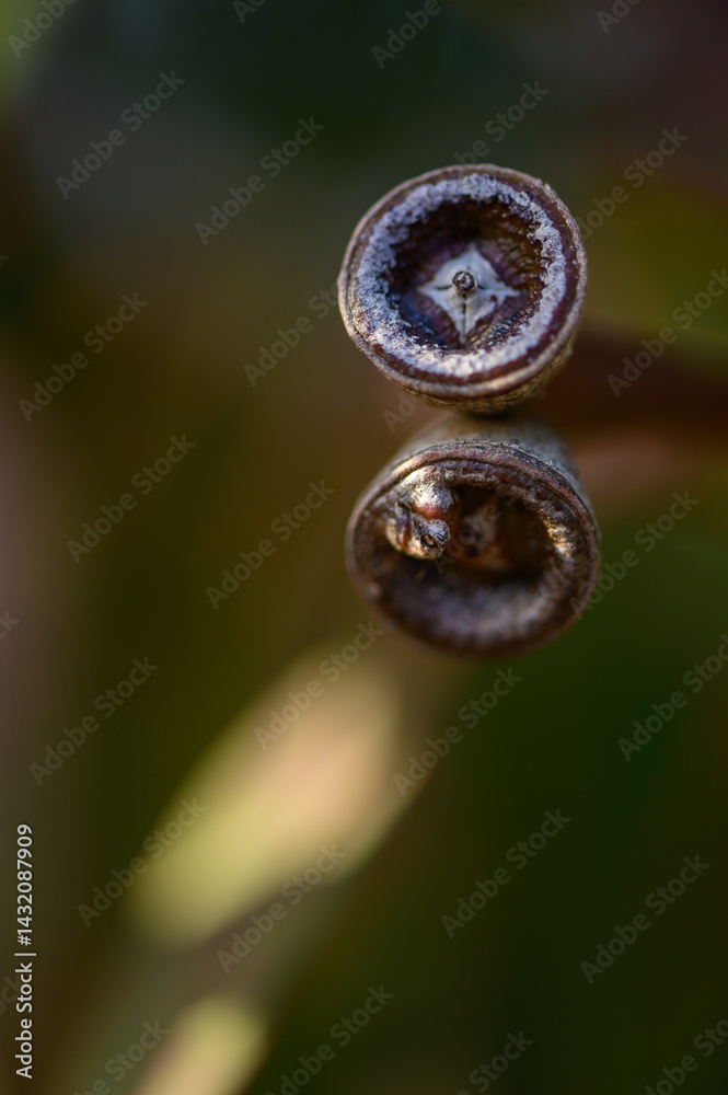 Macro shot of eucalyptus flower buds in natural light. Photographed in Northern Cyprus. Soft background, botanical and organic texture.